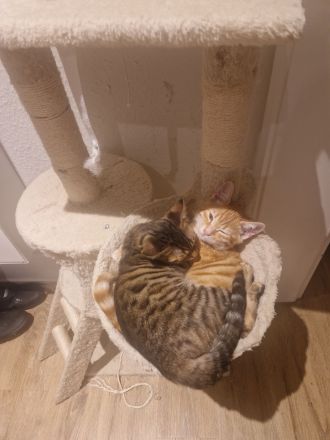 Zwei Kätzchen / Reinrassige Bengalkitten