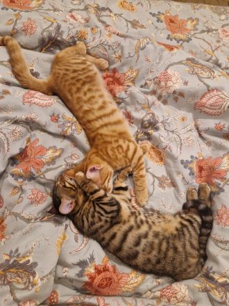 Zwei Kätzchen / Reinrassige Bengalkitten