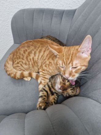 Zwei Kätzchen / Reinrassige Bengalkitten