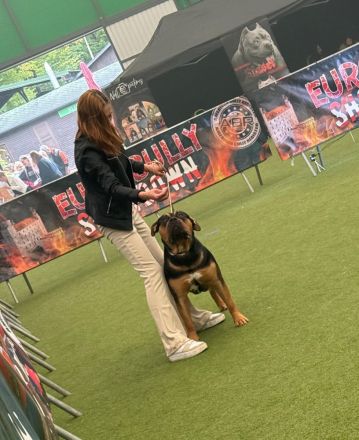 American Bully XL Deckrüde Champion