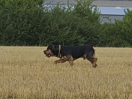 American Bully XL Deckrüde Champion