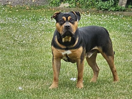 American Bully XL Deckrüde Champion
