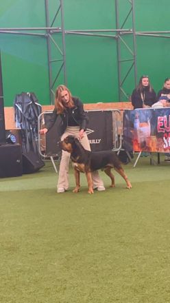 American Bully XL Deckrüde Champion