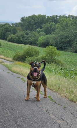 American Bully XL Deckrüde Champion