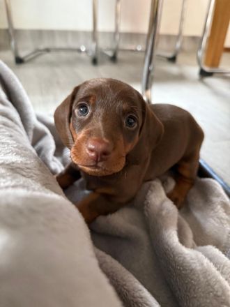 Kurzhaardackelwelpen