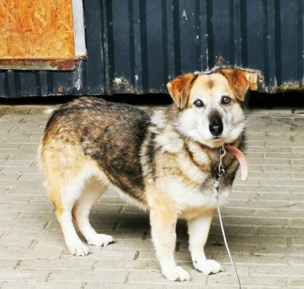 Dee, Schäferhundmix, sucht hunderfahrene Besitzer