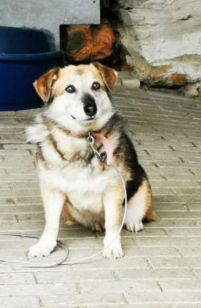 Dee, Schäferhundmix, sucht hunderfahrene Besitzer