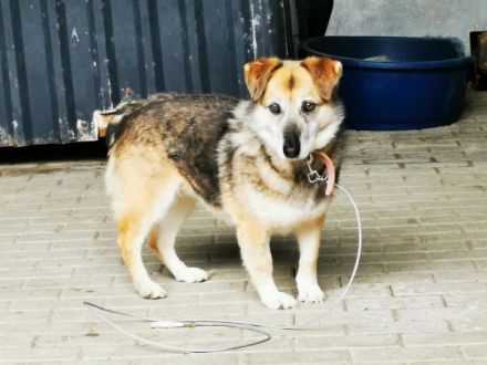 Dee, Schäferhundmix, sucht hunderfahrene Besitzer