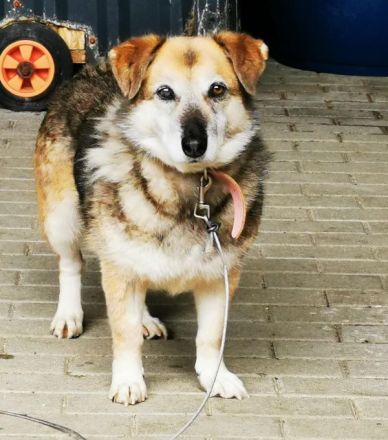 Dee, Schäferhundmix, sucht hunderfahrene Besitzer