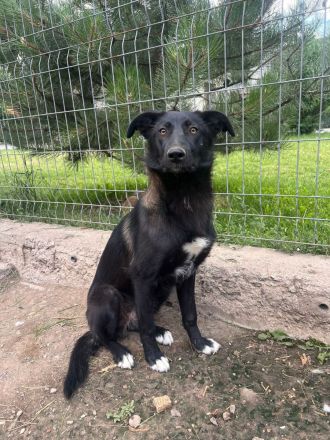 Lucy Lu- wundervolle Hündin sucht ihre für immer Menschen💖🫂