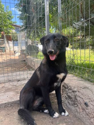 Lucy Lu- wundervolle Hündin sucht ihre für immer Menschen💖🫂