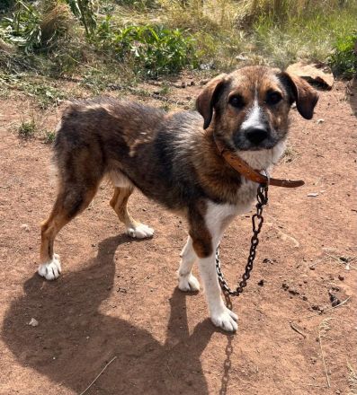 Brownie – Ein treuer Rüde sucht sein Für-Immer-Zuhause🏡🐶