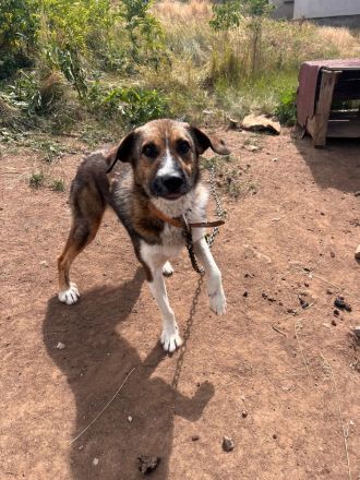 Brownie – Ein treuer Rüde sucht sein Für-Immer-Zuhause🏡🐶