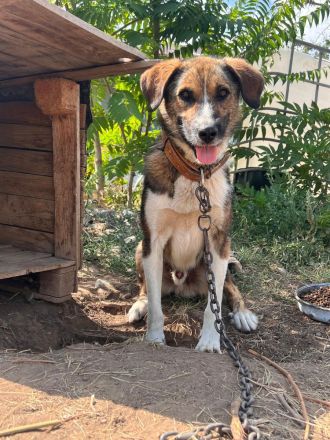 Brownie – Ein treuer Rüde sucht sein Für-Immer-Zuhause🏡🐶