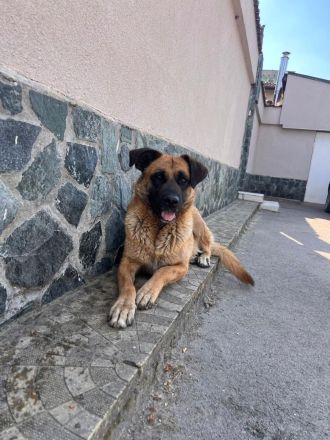 Lana – Die sanfte Seele sucht ihr für immer Zuhause🍀🐶