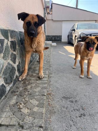 Lana – Die sanfte Seele sucht ihr für immer Zuhause🍀🐶