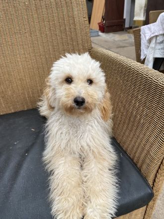 Zwergpudel Apricot Welpe 6 Monate