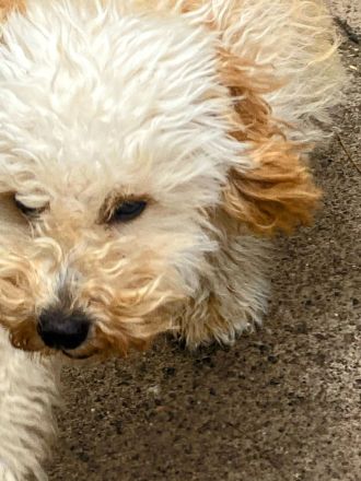 Zwergpudel Apricot Welpe 6 Monate