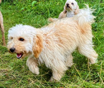 Zwergpudel Apricot Welpe 6 Monate