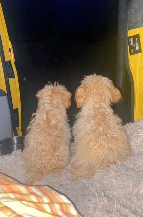 Zwergpudel Apricot Welpe 6 Monate