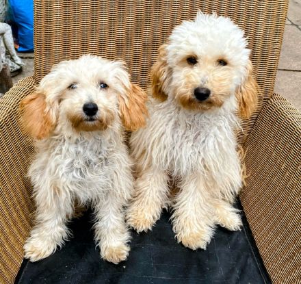 Zwergpudel Apricot Welpe 6 Monate