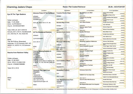 Flat Coated Retriever Deckrüde