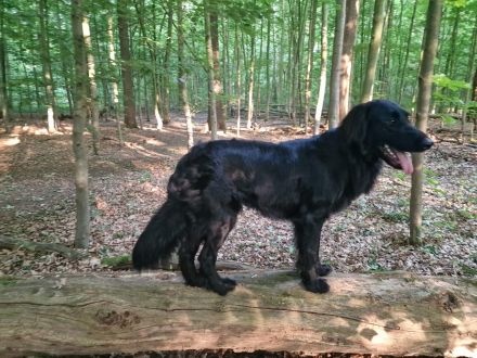 Flat Coated Retriever Deckrüde