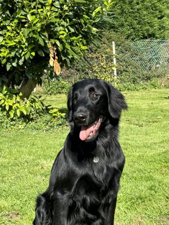 Flat Coated Retriever Deckrüde