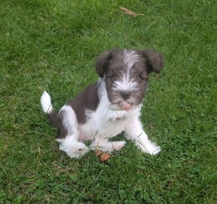 schnauzis von der Lewitz