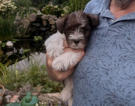 schnauzis von der Lewitz