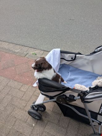 schnauzis von der Lewitz