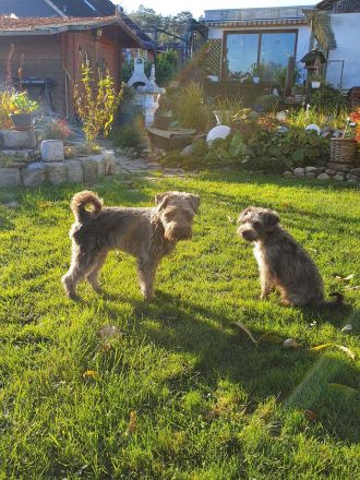 schnauzis von der Lewitz