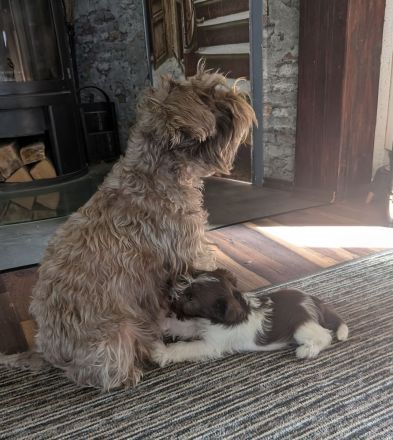 schnauzis von der Lewitz