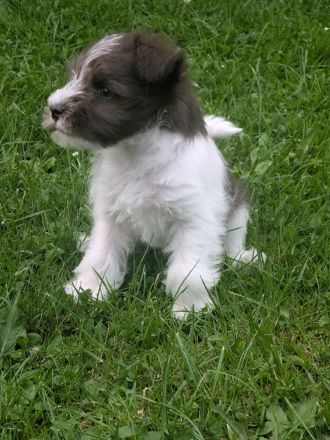 schnauzis von der Lewitz