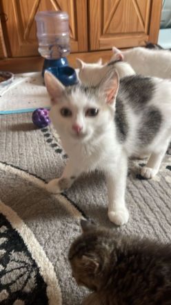 Türkische Angora kitten mix