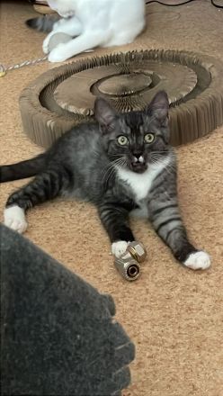 Türkische Angora kitten mix