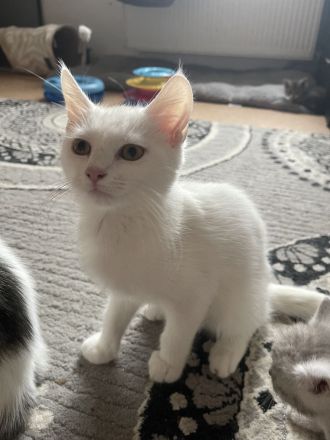 Türkische Angora kitten mix