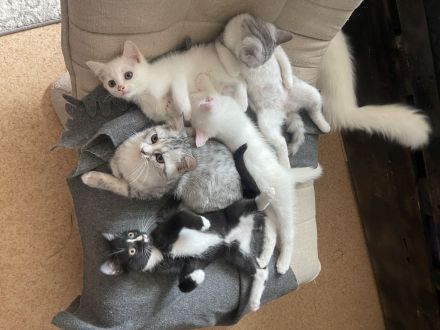 Türkische Angora kitten mix