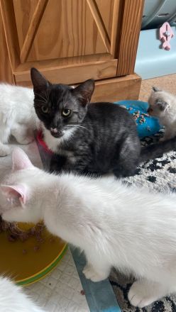 Türkische Angora kitten mix