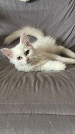 Türkische Angora kitten mix