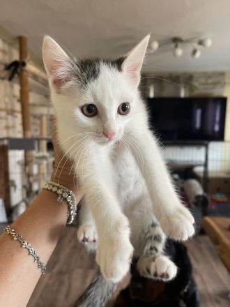 Türkische Angora kitten mix