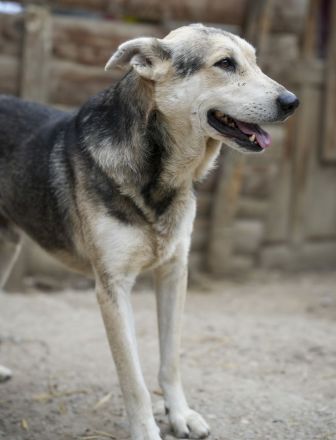 Menschenbezogener BENNE