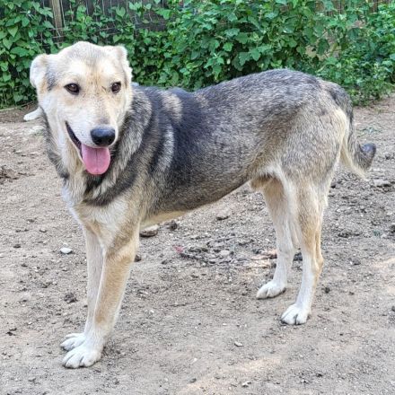 Menschenbezogener BENNE