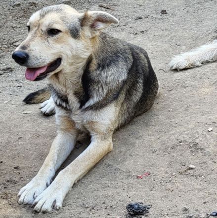 Menschenbezogener BENNE