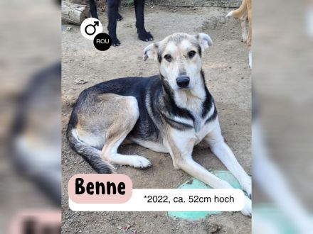 Menschenbezogener BENNE