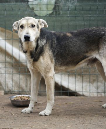 Menschenbezogener BENNE