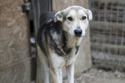 Menschenbezogener BENNE