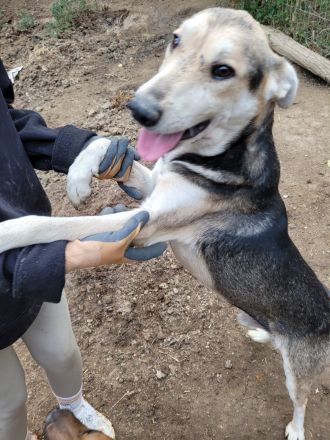 Menschenbezogener BENNE