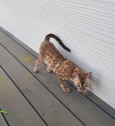 Schönes Bengal-Kätzchen