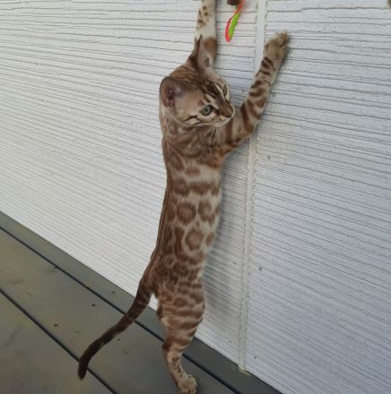 Schönes Bengal-Kätzchen